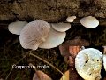 Crepidotus mollis-amf722